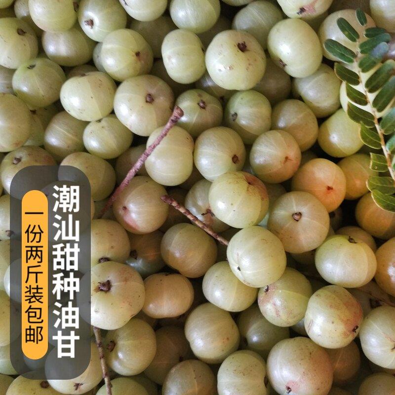 柿饼油甘两斤装包邮 新鲜现摘青油甘果余甘果 油甘子滇橄榄油柑子