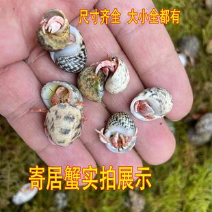 陆生寄居蟹观赏蟹入门宠物蟹新手活物蟹紫陆灰白深紫观赏蟹懒人