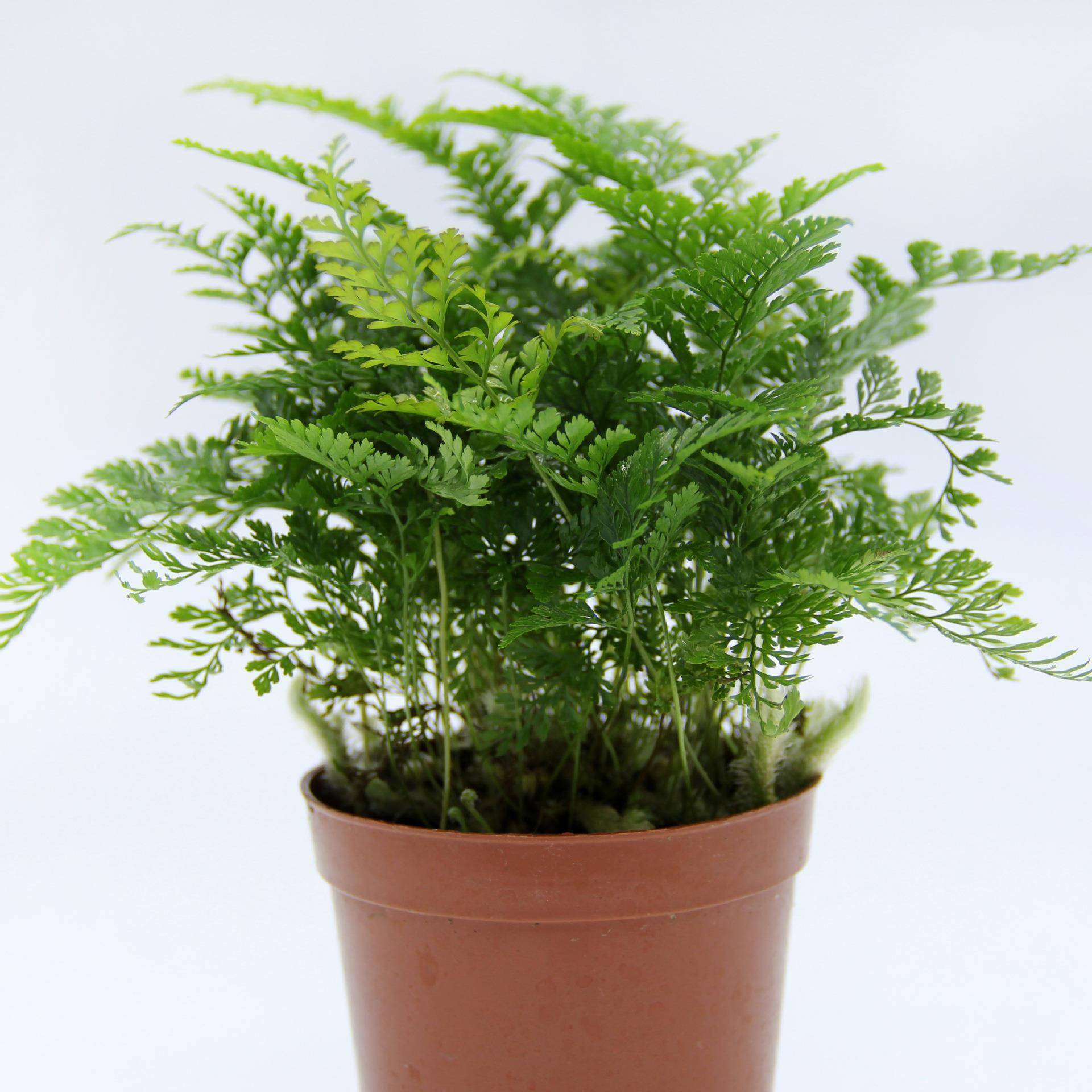 苔藓微景观制作蕨类植物 微景观植物 狼尾蕨 植物 造景盆栽