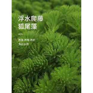 净水植物狐尾藻沼泽过滤水草大聚藻水陆缸养鱼养龟鳖淡水净化水质
