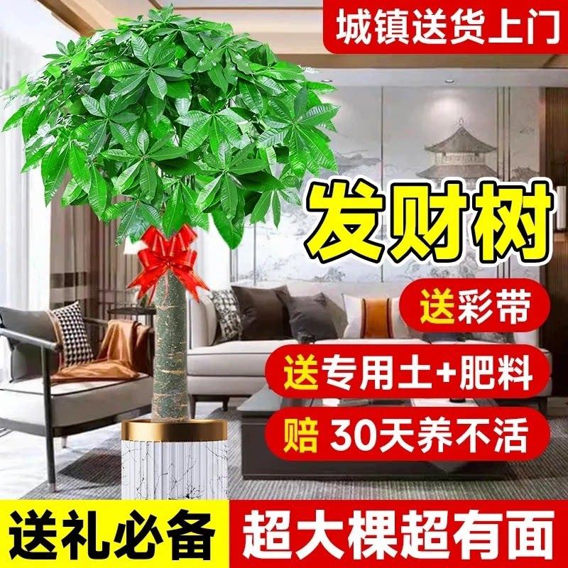 发财树客厅盆栽大大盆栽植物大型植物阳台玄关室内易活招财树高端