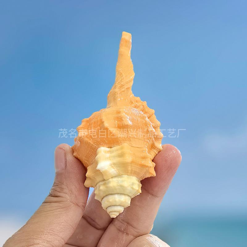 海螺贝摄壳大法象螺鱼缸造景拍道具珊螺瑚海洋白珊瑚居家天然扇贝