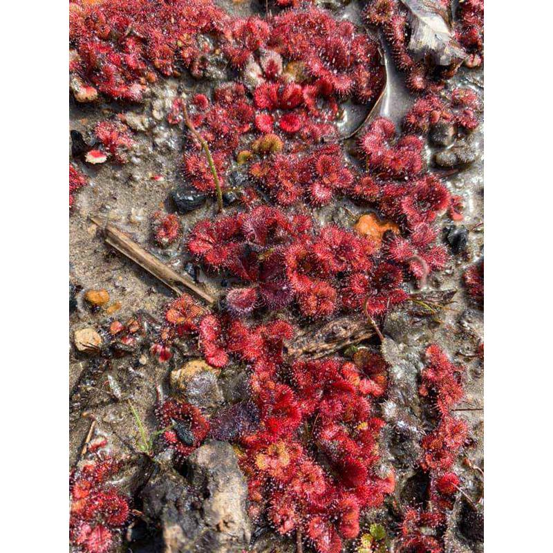 【新品】喇叭球根茅膏菜丨Drosera tubaestylis From.Allen休眠球