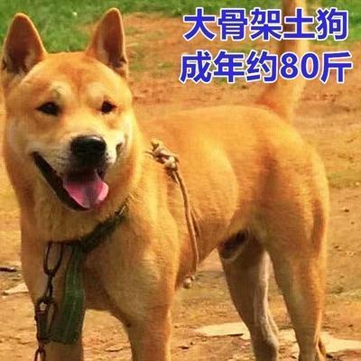 大黄狗活体中华田园犬