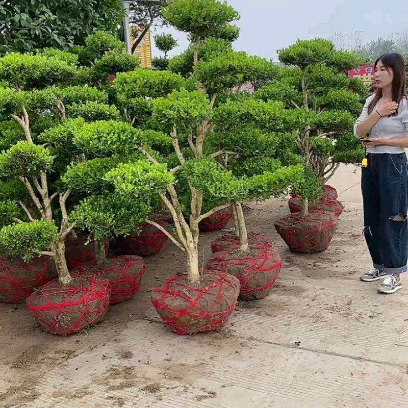 小叶黄杨造型树盆景小区别墅庭院造景植物四季常青花园独杆随机发