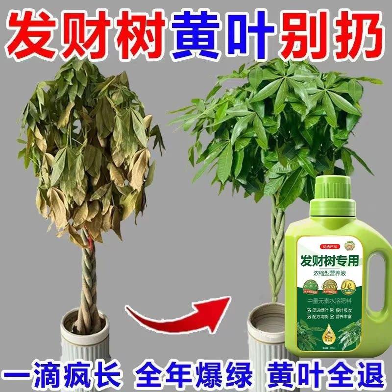 发财树专用营养液黄叶枯叶烂根掉叶复活再生剂药生根绿植肥料直喷