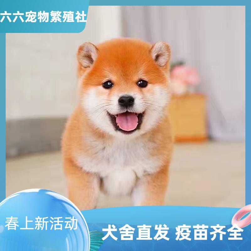 活物柴犬豆柴土柴幼犬小狗幼崽狗狗宠物正宗中小型家养田园可爱狗