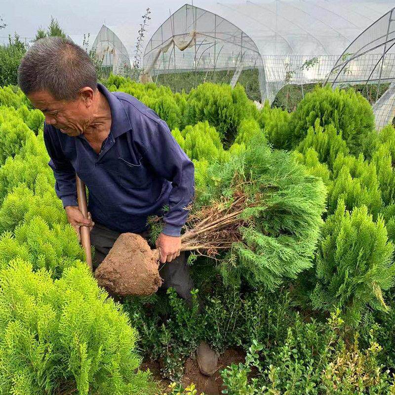 洒金盆景绿化柏苗素材洒金庭院苗 苗木松柏四季柏树植物常青
