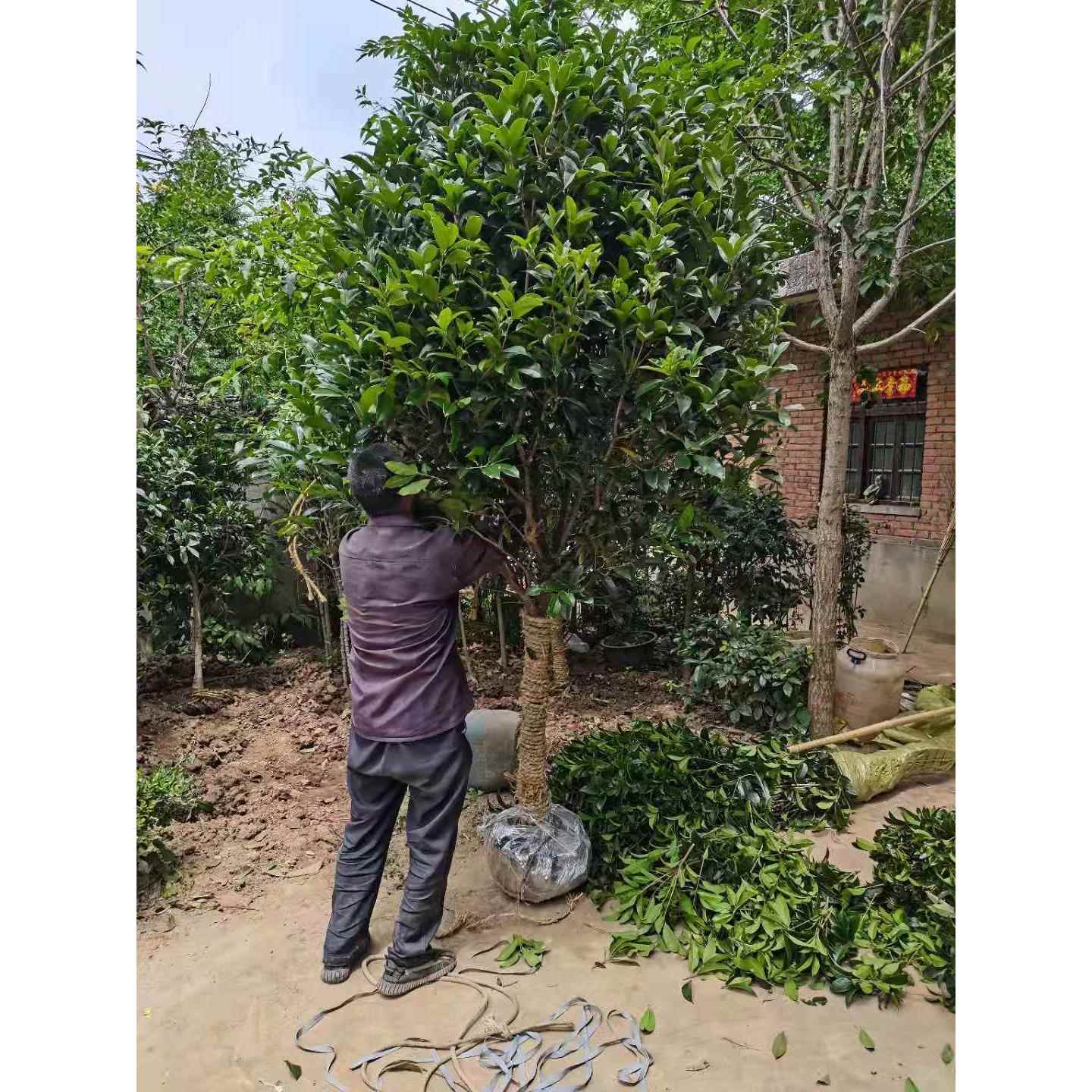 桂花树苗桂花树苗桂大型花卉八月庭院原生高杆金桂丹桂沉香桂地盆