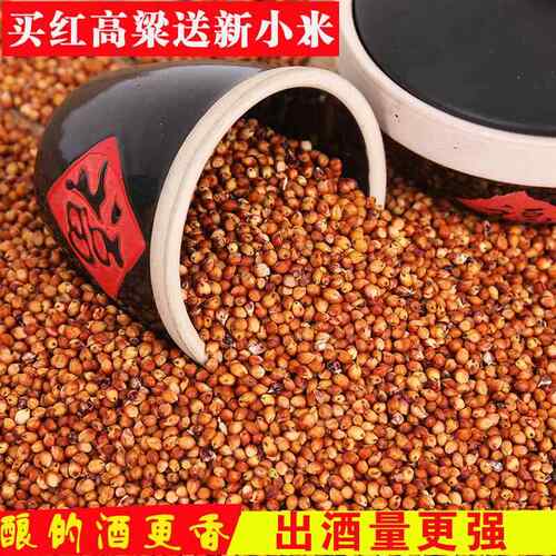 现货供红高粱东北红高粱酿酒用的糯高粱高粱米去壳带皮高粱红高粱