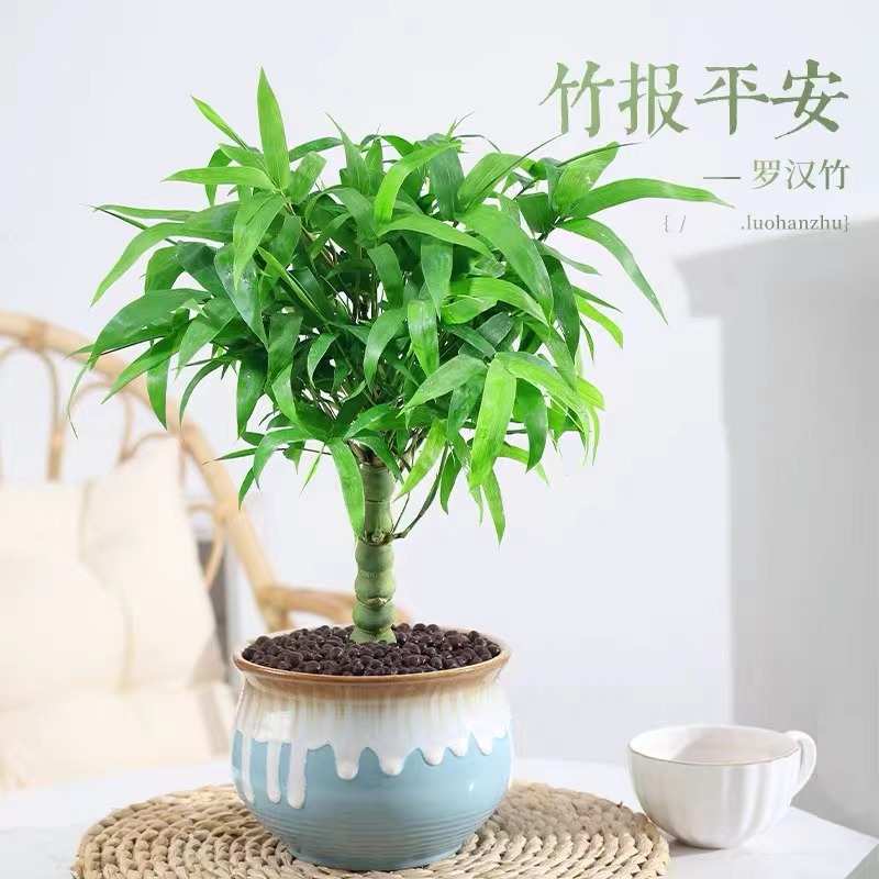 老桩佛肚竹客厅办公室内桌面绿植矮化竹子苗盆栽四季好养植物盆景