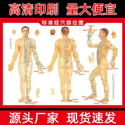Large Human Acupoint Location Chart, High-Definition Moxibus