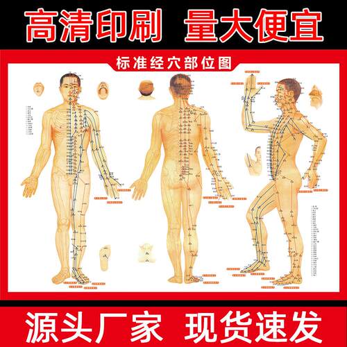 Large Human Acupoint Location Chart, High-Definition Moxibus