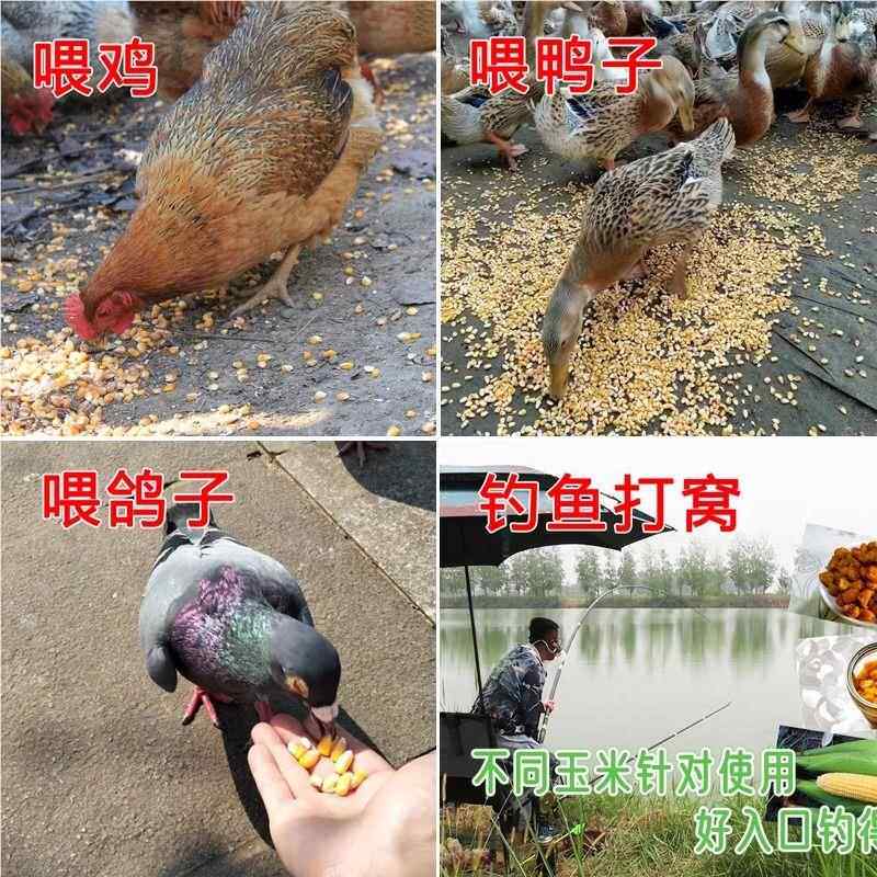 粮东北玉粒食玉米10斤粮家LRC禽饲料钓鱼米打窝鸽子非转基因烘干