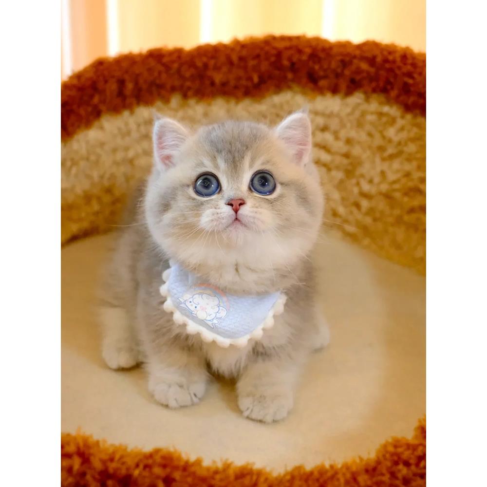 蓝金渐层矮脚猫幼猫纯种曼基康短腿猫活体长不大的猫赛级幼崽小猫