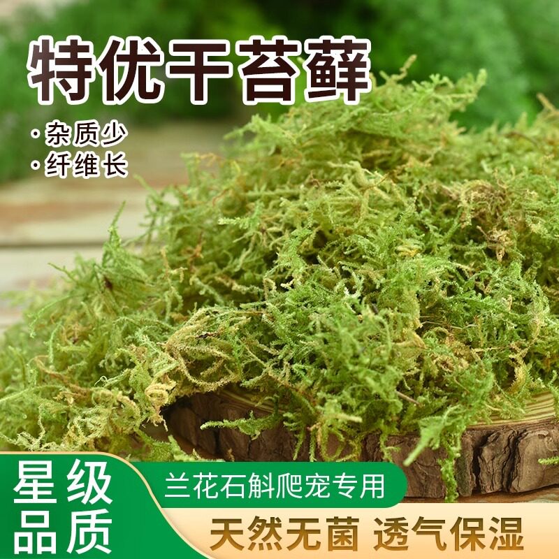 苔藓冬眠青苔植物装备栽培基质