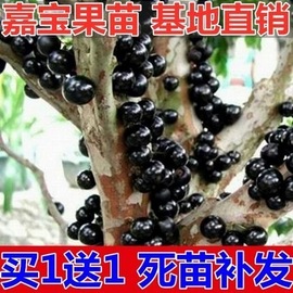 嘉宝果树苗树葡萄苗正宗台湾树葡萄，沙巴四季盆栽南北种植当年结果