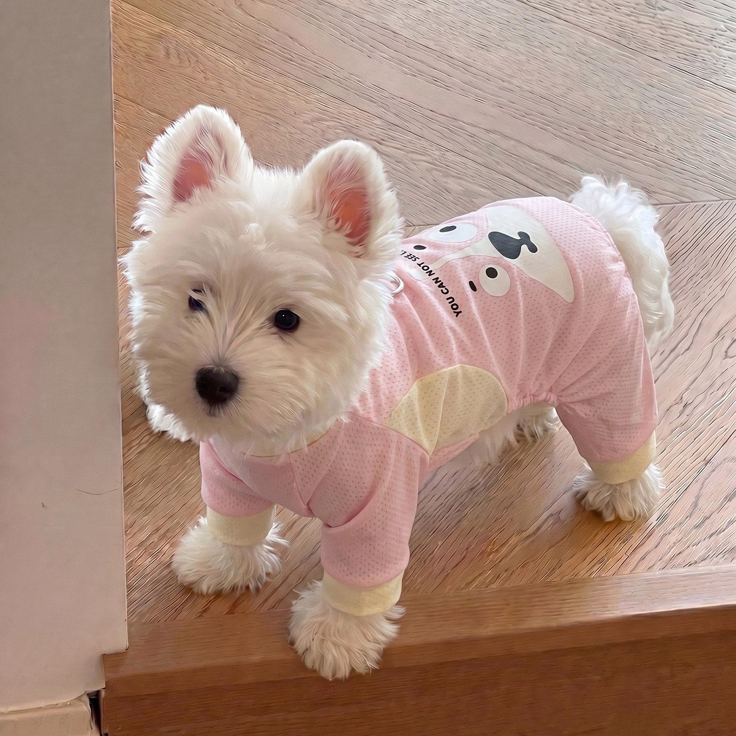 小狗狗衣服夏季薄款猫咪小型犬四脚衣防掉毛冰丝宠物凉凉衣可牵引