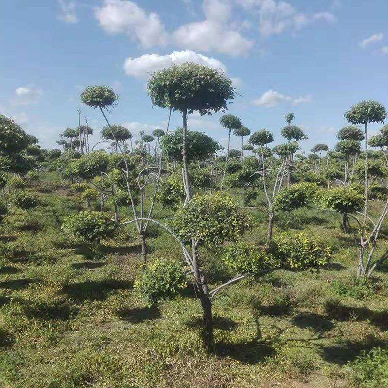 基地批优雅造型罗汉松树市政 园林绿化造型罗汉松树小区别墅树桩