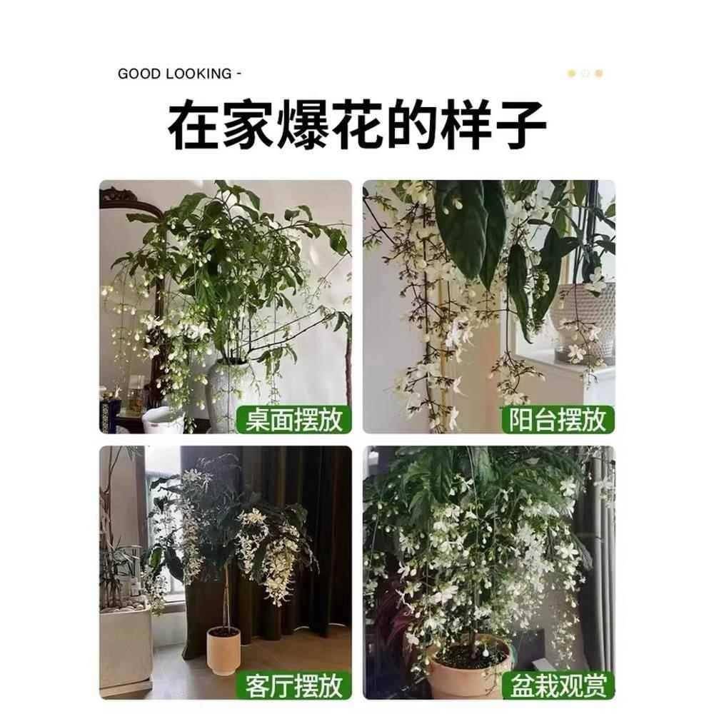 进口垂丝茉莉花卉盆栽带花苞绿植室内垂吊植物四季开花大苗好养活