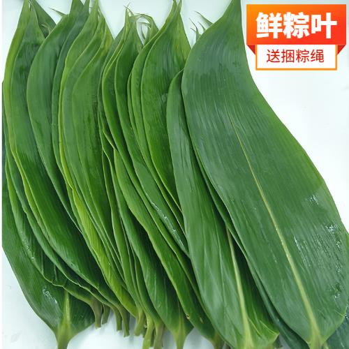 新货粽子叶新鲜大粽叶包粽子用野生天然家用真空袋装粽叶子箬竹叶