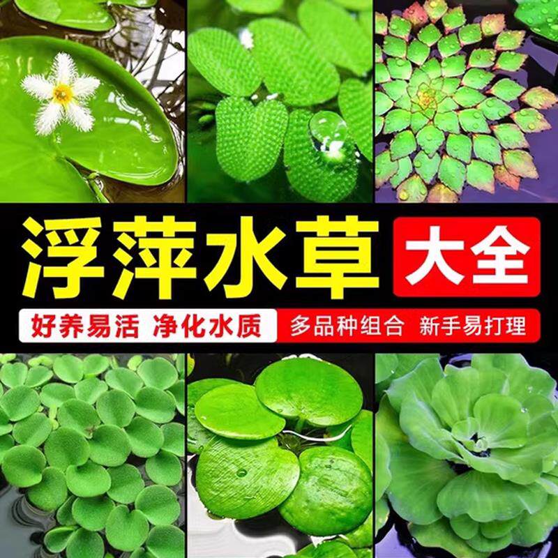 浮萍水草植物鱼缸造景水培植物和鱼共养冒泡一叶莲水芙蓉水葫芦