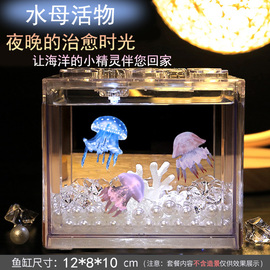 水母活物宠物学生好养的小型动物桌面鱼缸网红懒人赤月水母专用缸