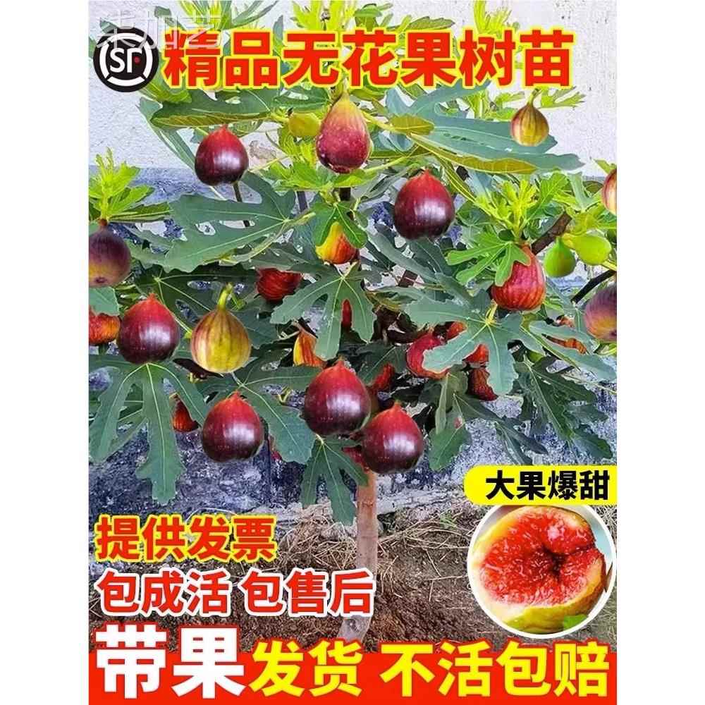 无花果树果苗特大果矮化带土南方北方种植果苗波姬红盆栽无花果苗-封面