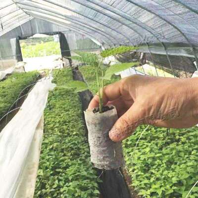 无纺布营养块成型机 全自动营养钵育苗压块机 轻基卧式网袋制钵机