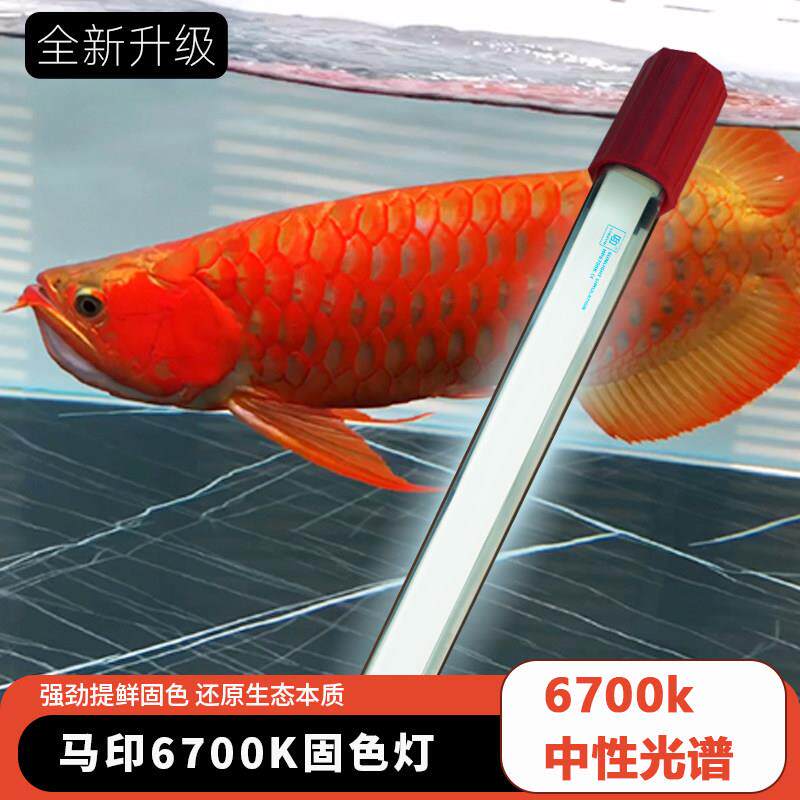 马印神灯龙鱼专用灯发色灯晒色灯6700K灯增色灯烤色灯鱼缸潜水灯