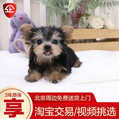 纯种约克夏梗犬茶杯犬金头银黑背活体小体幼犬家养小型犬宠物狗狗