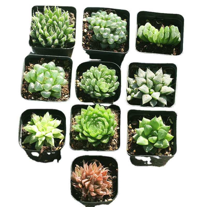 小全园艺多肉植物玉露批发冰灯姬玉露拼箱整箱70盆包邮带盆发多肉