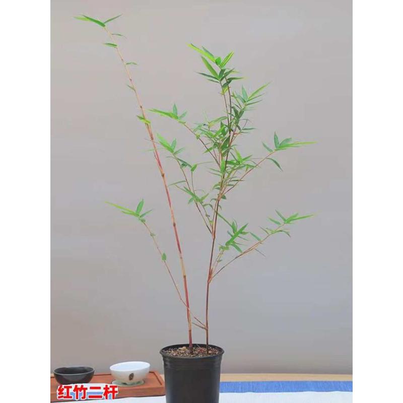 红竹盆景观音竹书房庭院米竹植物小红竹子苗竹子盆栽室内桌面绿植