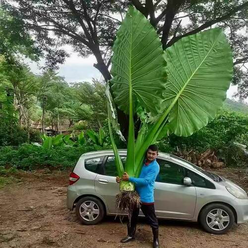 象耳芋大野芋室内大型绿植客厅大叶盆栽庭院超大叶植物落地芭蕉树