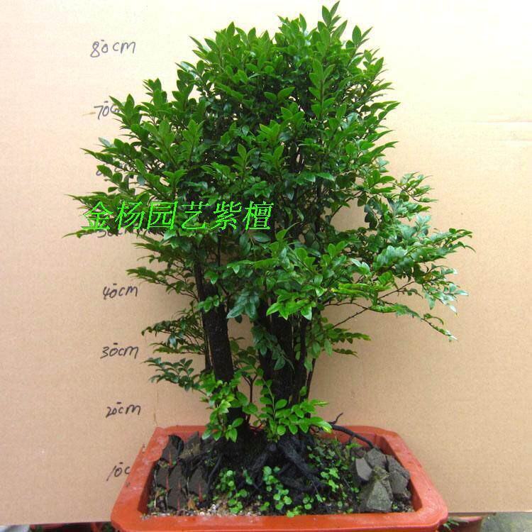 小叶檀香紫檀盆景树桩室内窗台绿植盆栽四季常青植物黑骨茶黑檀木