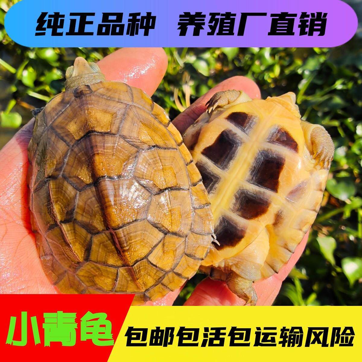 外塘纯种小青龟三黄皖南黄喉拟水龟小乌龟石金钱龟苗宠物观赏水龟