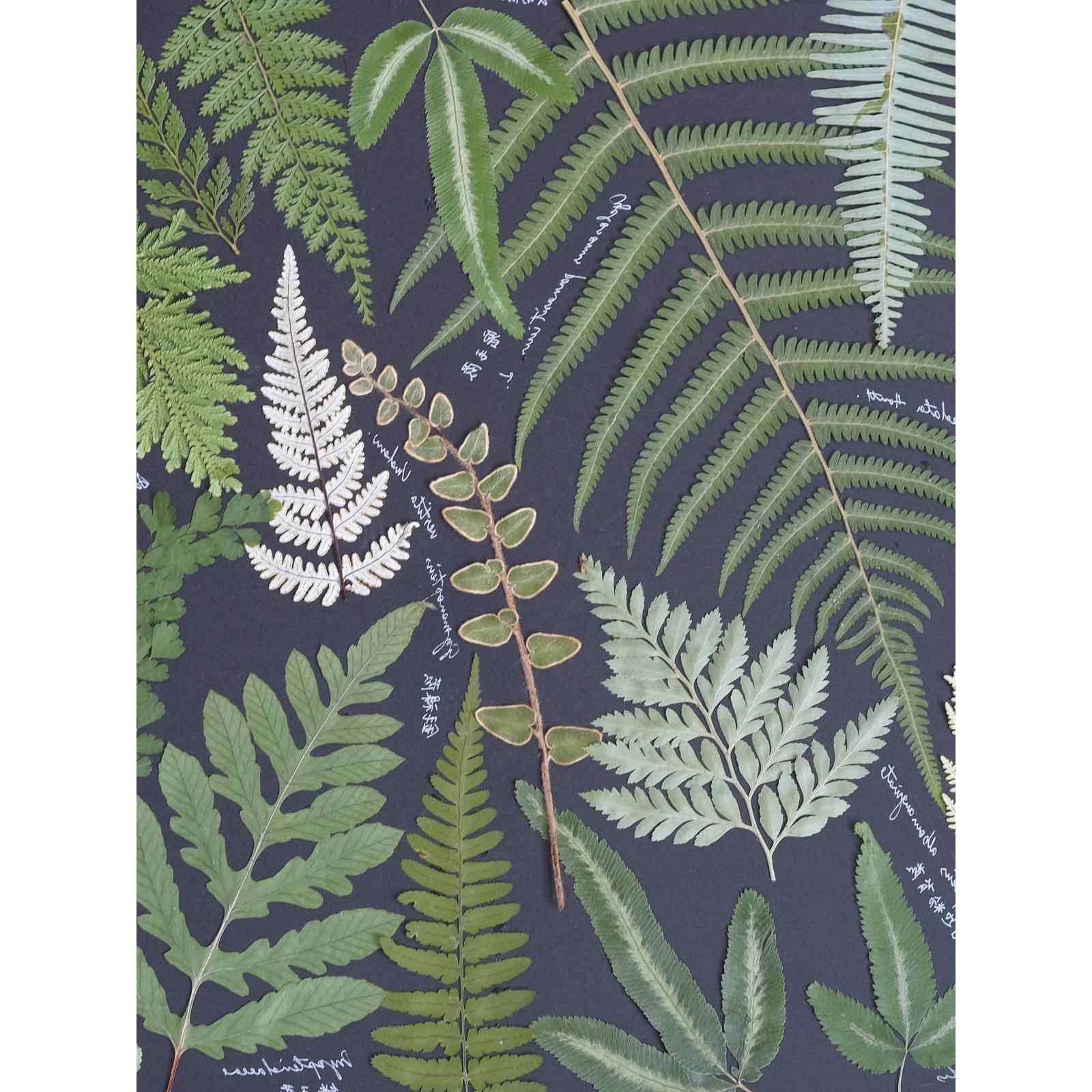 乌蕨叶树叶干花押花儿童diy植物相框幼儿园手工活动植物标本压花