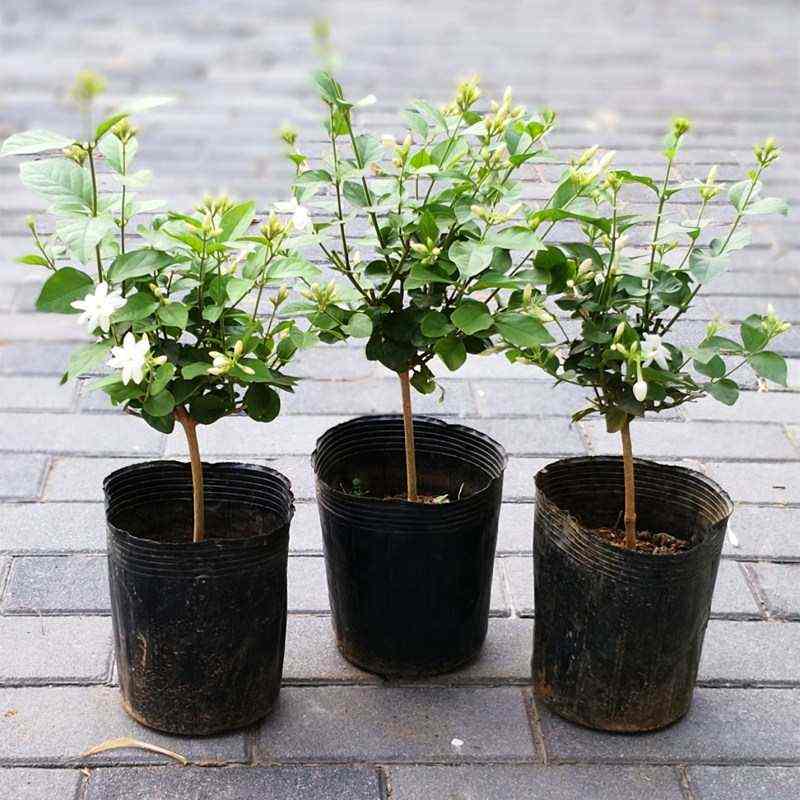 笔尖茉莉单瓣茉莉花盆栽阳台室内植物独杆花苗茉莉浓香型夏秋开花