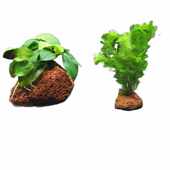 蜈蚣草火山石水草水榕鱼缸装 饰造景观摆件躲避屋底砂海草真草植物