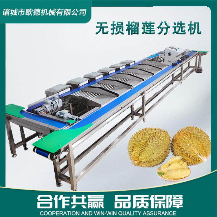西瓜无损果托分选机 番茄梨桃子自由果托式皮带分拣机 榴莲分选机