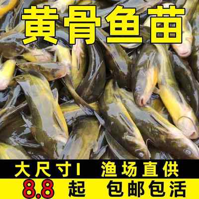 黄骨鱼苗昂刺鱼黄辣丁鱼苗黄颡鱼苗淡水养殖食用活体黄丫头黄鸭叫