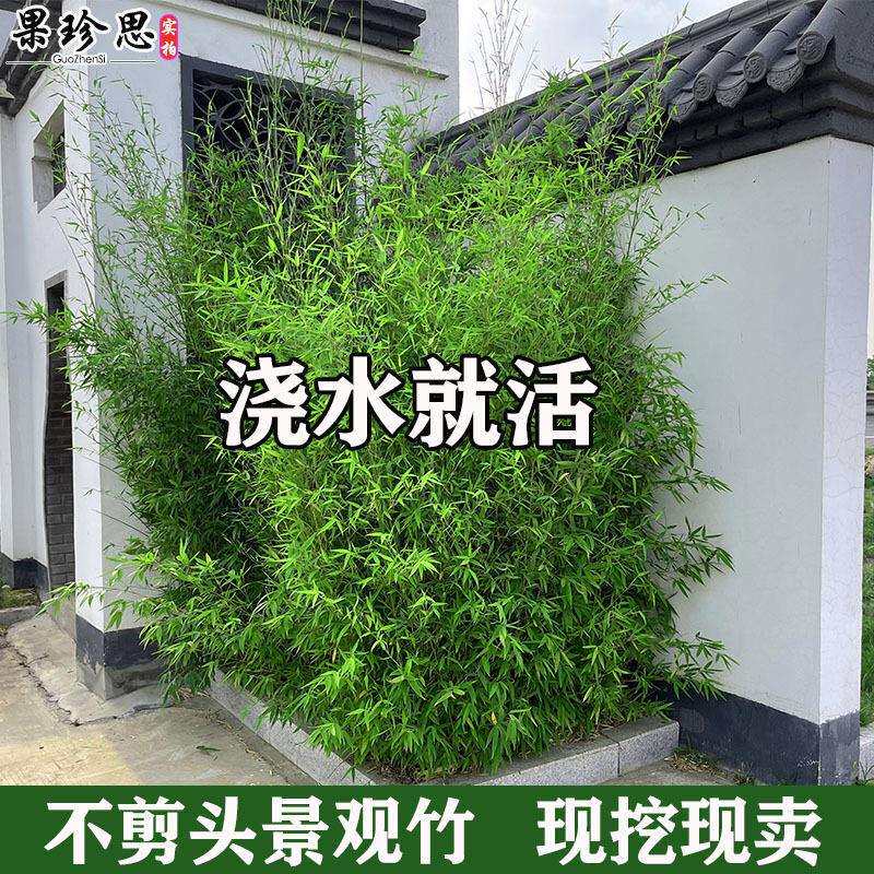 耐寒观赏竹子苗庭院四季青名贵竹子盆栽室内紫竹苗景观绿罗汉金竹