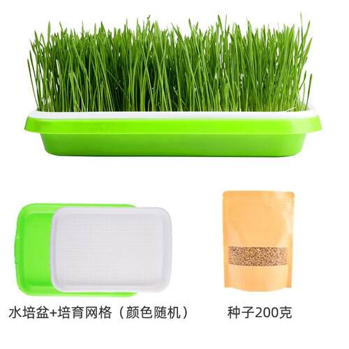 毛球猫水培草种种子种植套装鱼干