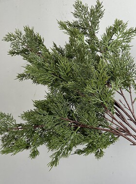 彷真柏树枝松枝崖柏枝龙柏枝插花罗汉松假叶子松树枝雪杉松