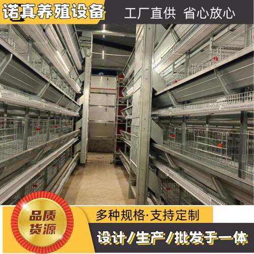 蛋鸡笼捡蛋机h型鸡笼层叠自动化蛋鸡养殖设备固定式升降式捡