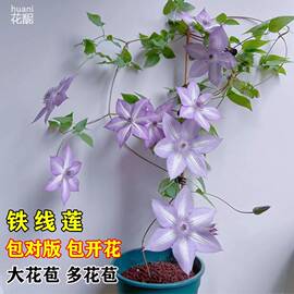 铁线莲乌托邦小苗盆栽爬藤拱门四季开花耐寒易养阳台庭院盆栽植物