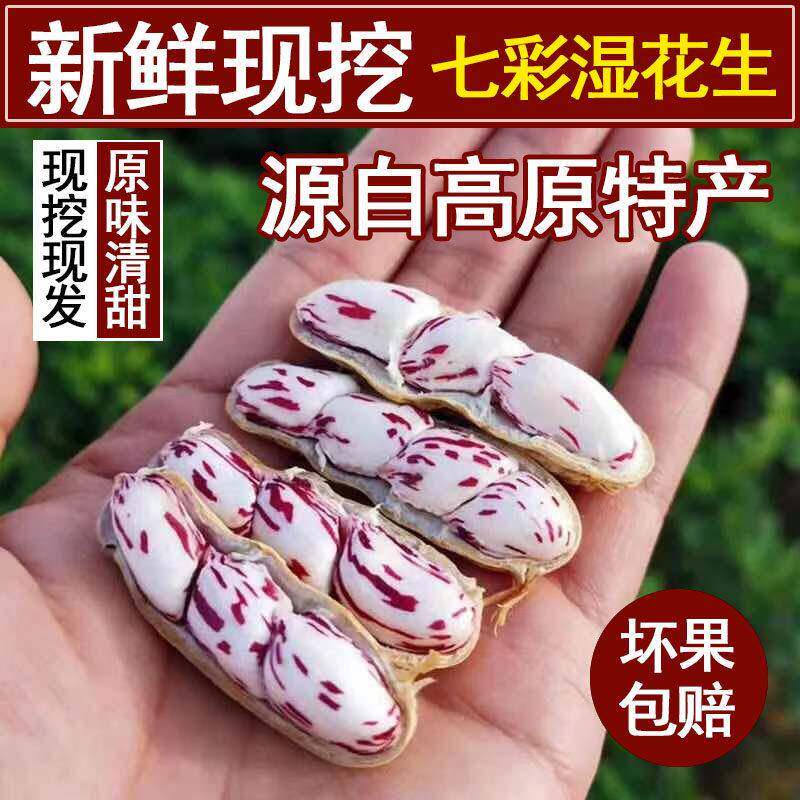 2025年新鲜七彩花生带壳湿花生现挖现发带泥云南黑花生鲜花生食品