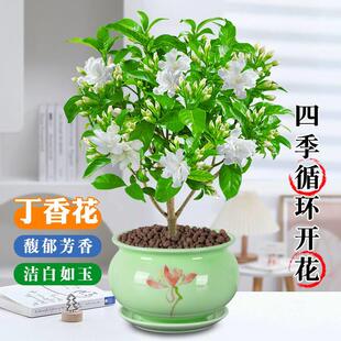 水晶茉莉丁香花盆栽花卉植物老桩室内阳台好养活的观花狗牙花绿植
