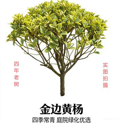 金边黄杨金边冬青四季常青庭院绿化观叶植物盆栽观赏树苗老树易活