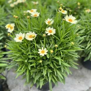 大花矮生金鸡菊小闹钟盆栽多年生耐寒耐热宿根花卉多季节开花星云